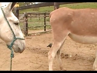 Donkeys Dena's Farm 01