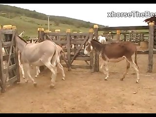 Donkeys Dena's Farm 01