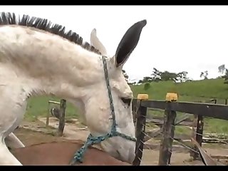 Donkeys Dena's Farm 01