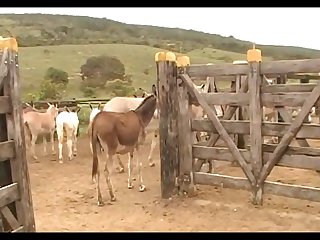Donkeys Dena's Farm 01