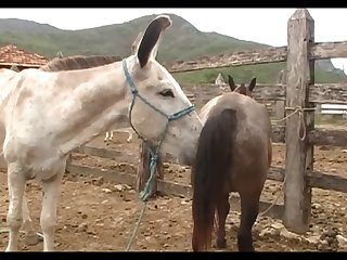 Lupe Vs Donkey Scene 05