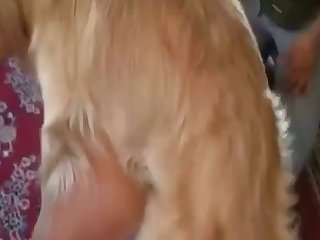 Golden Retriever Fucks Girl In Pussy