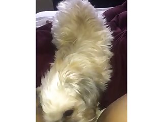 هذا صحيح يا سيد الذئب ا بطني احبسني واجعلني أنجب