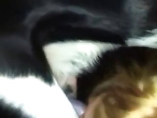 Je Pense Que Nous Devrions Rejouer À Notre Jeu Dit Maman Avec Un Sourire Diabolique. Le Chien La Regarda