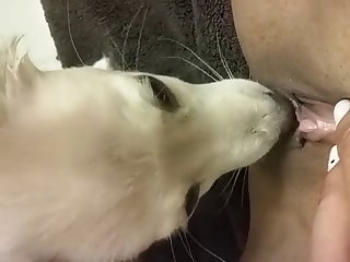 Je Me Suis Penché Et Le Bout De La Bite Du Chien A Glissé Entre Mes Lèvres Ma Langue La Goûtant