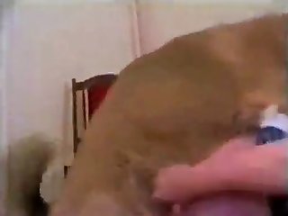 Le Chien Gémit À Cela Ses Jambes Tremblant Sous Le Plaisir Impossible Alors Que La Langue