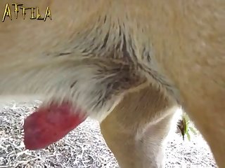 Horse Withdrew A Little Snorted And Drove Forward