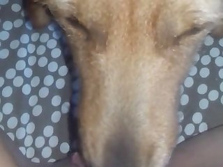 Dog Licks Her Cheesy Pussy