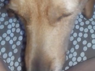 Dog Licks Her Cheesy Pussy