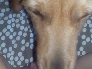 Dog Licks Her Cheesy Pussy