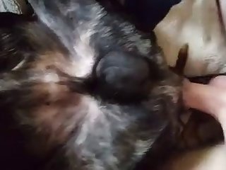 Two Men Having Fun Whit They Dogs