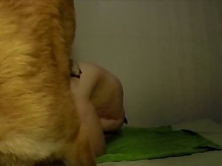 German Shepherd Rough