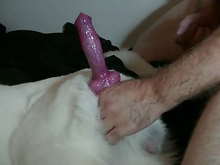 Pups In Heat Part 2 Hq