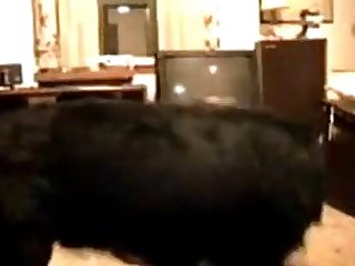 Big Dog Fuck A Man