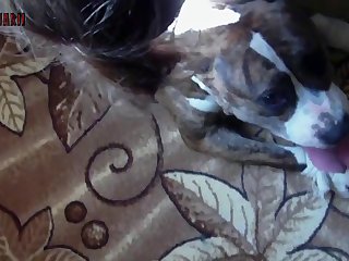 Fat Doberman