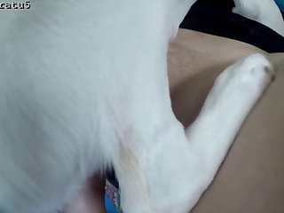 Dog Licking Penis