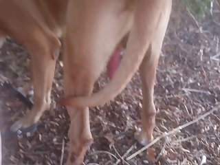 Sucking Dog Dick
