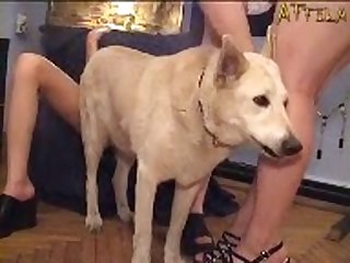 Dog Fuck Girls