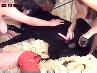 Animal Sex Video. Com