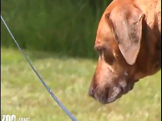 Compilation Dog Porn