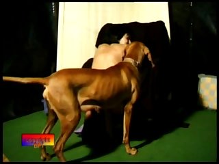 Team Russia Krista Dog Porn