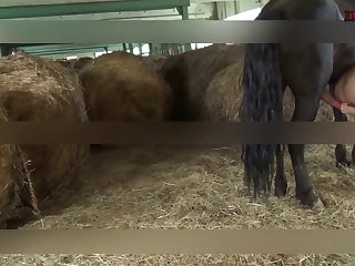 Girl Dog Sex Video
