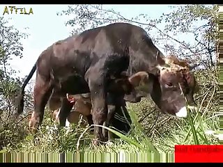 0a0d88 Man Gives Bull A Hand Job