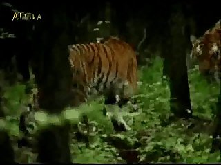 Tiger02